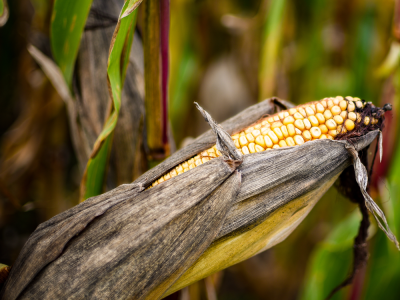 5.-Impact-of-pests-in-crop