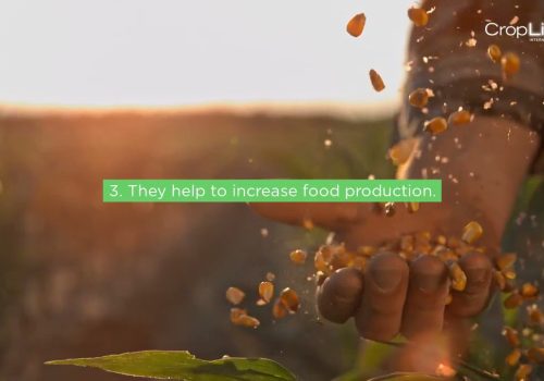 Top 5 Benefits of Pollinators