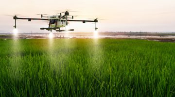 Agriculture drone flying on rice farm to sprayed fertilizer, 3d illustration rendering