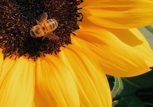 Responsible Pesticide Management Can Save Lives