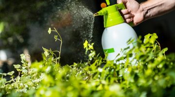 Close up shot of florist atomizing plants using sprayer with water indoors