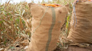 Corn cobs in burlap sack left at the field corn farm. Dry Corn field Plant  Agriculture Farming and gardening.