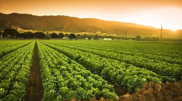 A green row of fresh crops grow on an agricultural farm field in the Salinas Valley, California USA