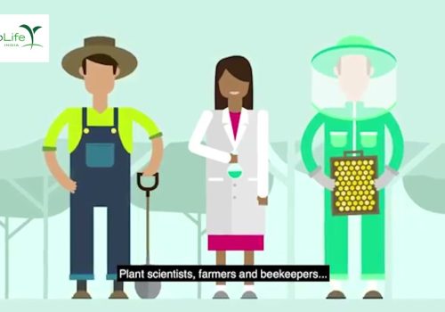 Bees play a vital role in growing many of the world’s key crops.