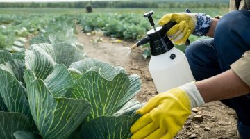 Close-up of unrecognizable grower in rubber gloves spraying cabbage leaves to protect it from pests